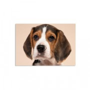 Магнит виниловый 10х15 см