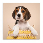 Магнит виниловый 15Х15 см