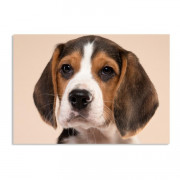 Магнит виниловый 21Х30 см